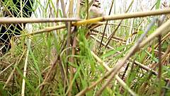 alexis crystal gets double penetrated by two big cocks in a cumshot scene