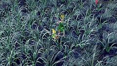 Tinker Bell gets fucked while fairy watches