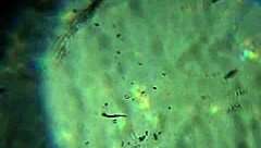 aqui tienes mas de mi esperma para preñarte 😏