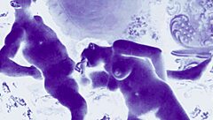 Detailed Vintage Antique Retro Erotic Drawings Collection