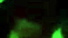 smiley joy sucks slick rick dip stick cock in wet pussy fucking