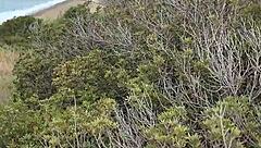 petite outdoor blowjob