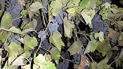 my neighbor thanked me for the grapes with cunnilingus - lesbian illusion girls