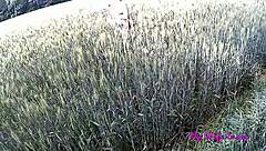 This Beautiful Peasant Woman LOVES Getting Her ASS Pounded by BIG COCK!