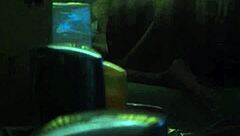 bbw and skinny amateurs together