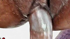 swollen pussy get pounded and drilled same time by bbc