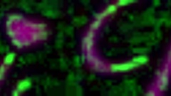 Generous GIRL pulled aside her BIG PANTIES to get FUCKED in the KITCHEN