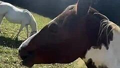 Crossdressing Tattooed Transsexual Vibes With Goals To Reach Finish Line