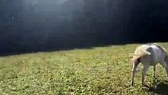 Crossdressing Tattooed Transsexual Vibes With Goals To Reach Finish Line