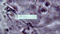 Petite Redhead In Hardwerk Hologang Gets Double Penetration Squirting Orgy With Monster Cocks Licking Trimmed Pussy