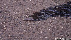 Sally appears in an outdoor solo pissing scene with public exposure details