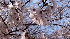 Sakura Enjoys Steamy Hot Springs Adventure With Nacchi