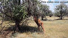 Who knew this shy aboriginal could dance so wildly in costume!