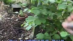 Chicken Feeding Station Highlights Cool Tattoos With Tattedup Inkedgirl And Tattooart Vibes