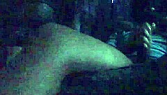 Guy Jerks Oiled Monster Black Cock Close-Up Moaning Cumshot