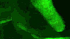 chubby mature blows and fingers eagerly