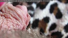 puffy big clit throbs wildly in intense orgasm closeup