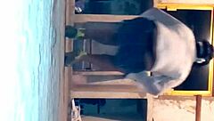 xtube pepino 2 delivers casual shemale thrills