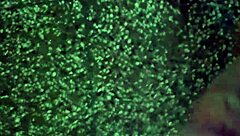 secret solo masturbation session builds to explosive orgasm climax