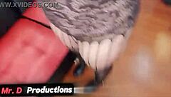 Amateur Latina Casting Anal with Rich Cock in Spanish