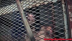 Redhead sub, nipples clamped as vibrator whips you deep?