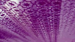 Wow! Milf Watches Bathroom Jerkoff Then Handjobs Monster Cock!