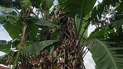 Quick Hard Arm Thrust into Her Tight Sex Doll Ass