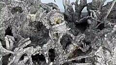 White Temple Chiang Rai's enchanting allure beckons Thailand explorers