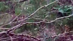 blonde girlfriend's teasing public woods deepthroat adventure