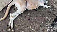 aussie hottie jade harper teases with juicy deepthroat skills