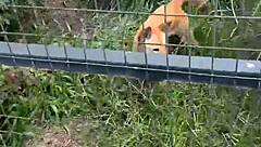 aussie hottie jade harper teases with juicy deepthroat skills