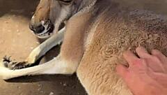 aussie hottie jade harper teases with juicy deepthroat skills