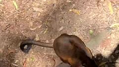 aussie hottie jade harper teases with juicy deepthroat skills