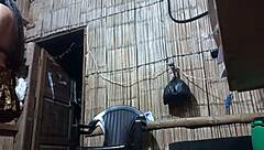 New Porn Diva's Erotic Dance Teases Fans with Big Tits