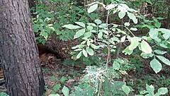 Girlfriend Spies on Lesbian Pussy Licking in Forest