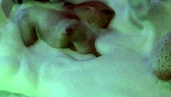 motel bikini tease leads to jacuzzi masturbation voyeur thrill