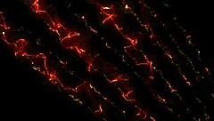 check out this vintage milf demoing dildos for the toy salesman boss