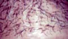 my tasty big ass homemade video