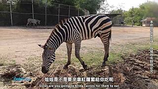 Coppia esplora il viaggio romantico a Bangkok con amatori sexy